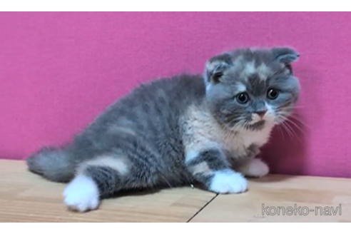 成約済の東京都のスコティッシュフォールド(折れ耳)-101394の3枚目